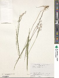 Calamagrostis hakonensis image