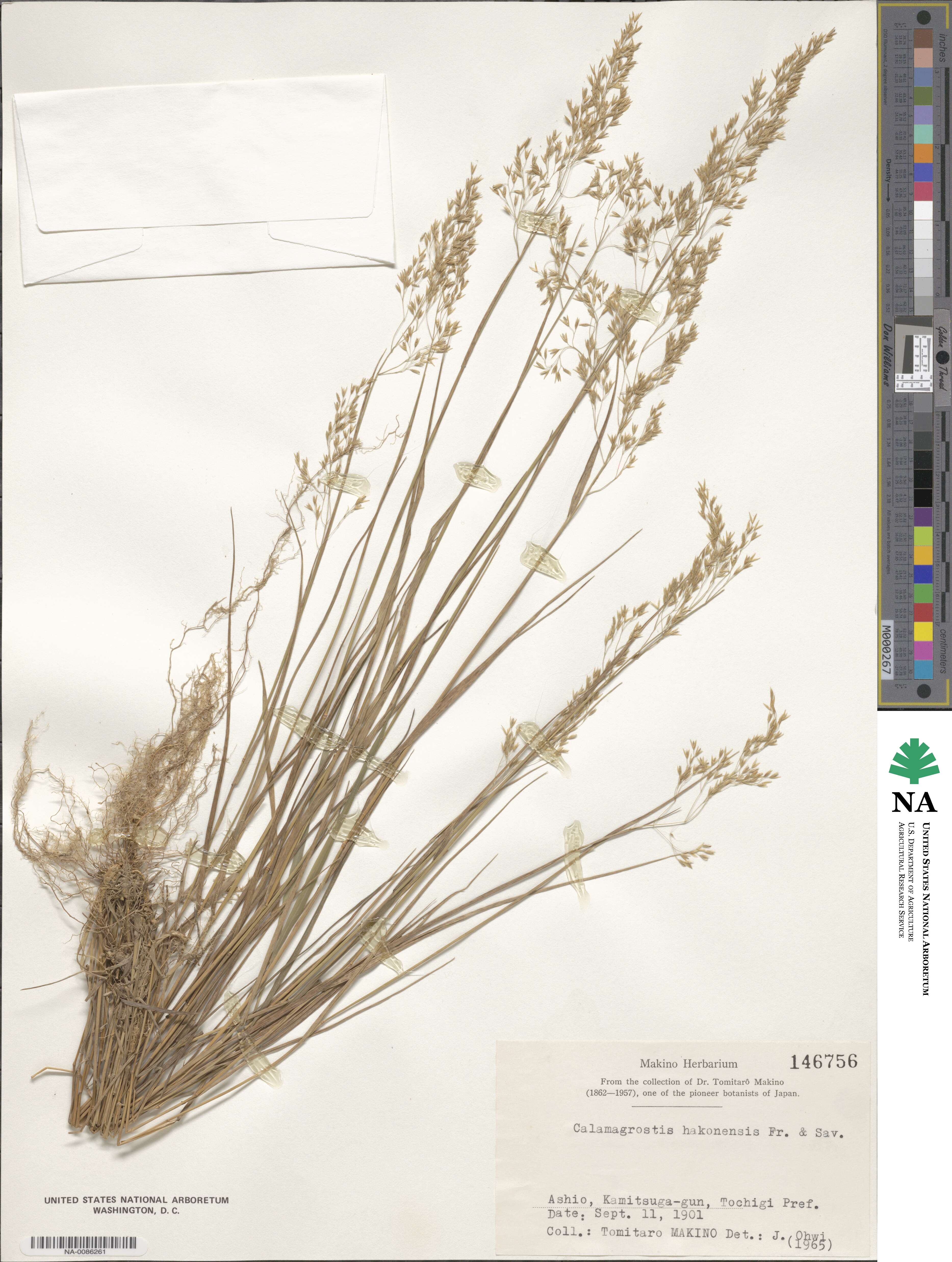 Calamagrostis hakonensis image
