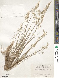 Calamagrostis hakonensis image