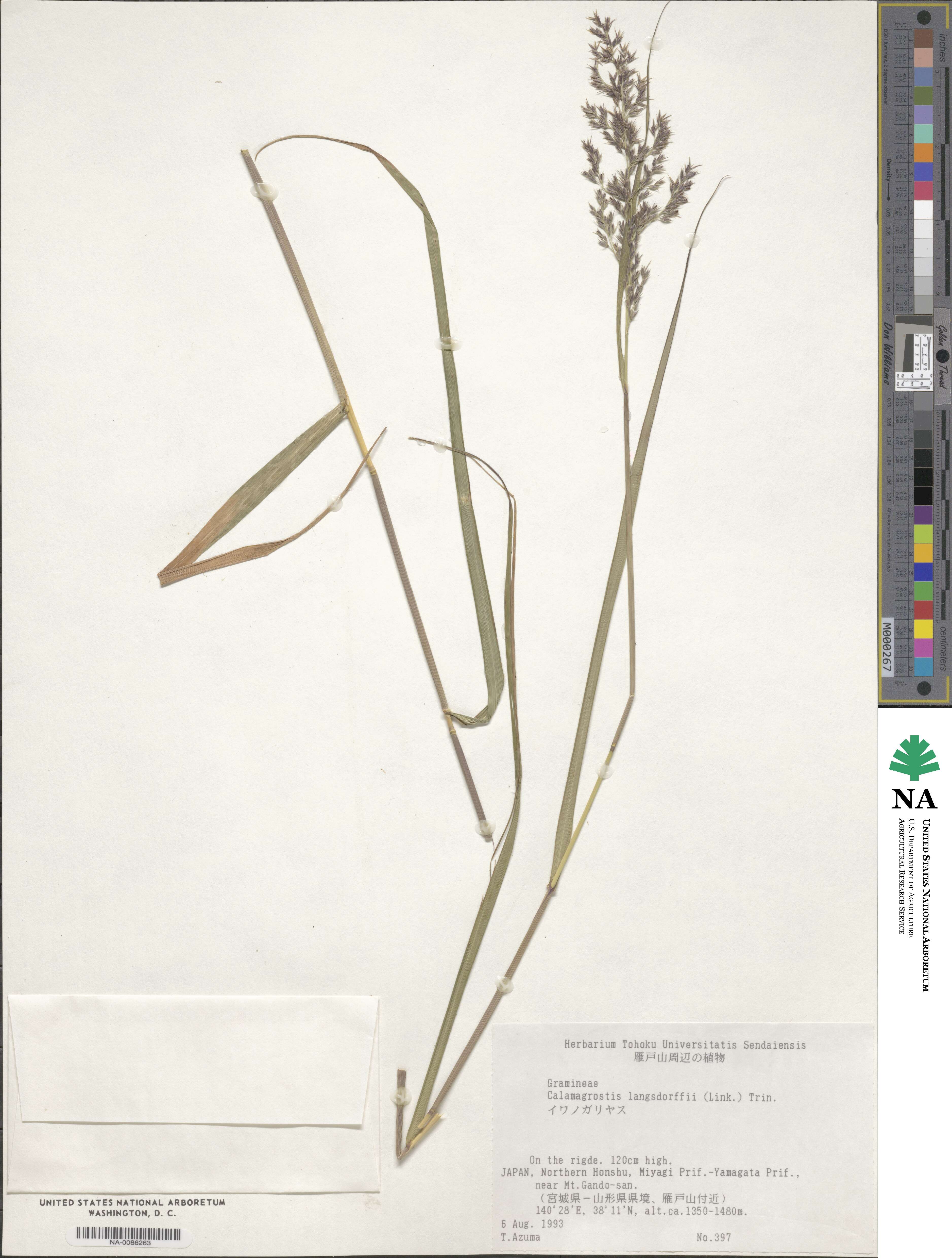 Calamagrostis purpurea image