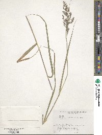 Calamagrostis purpurea image