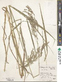 Calamagrostis purpurea image