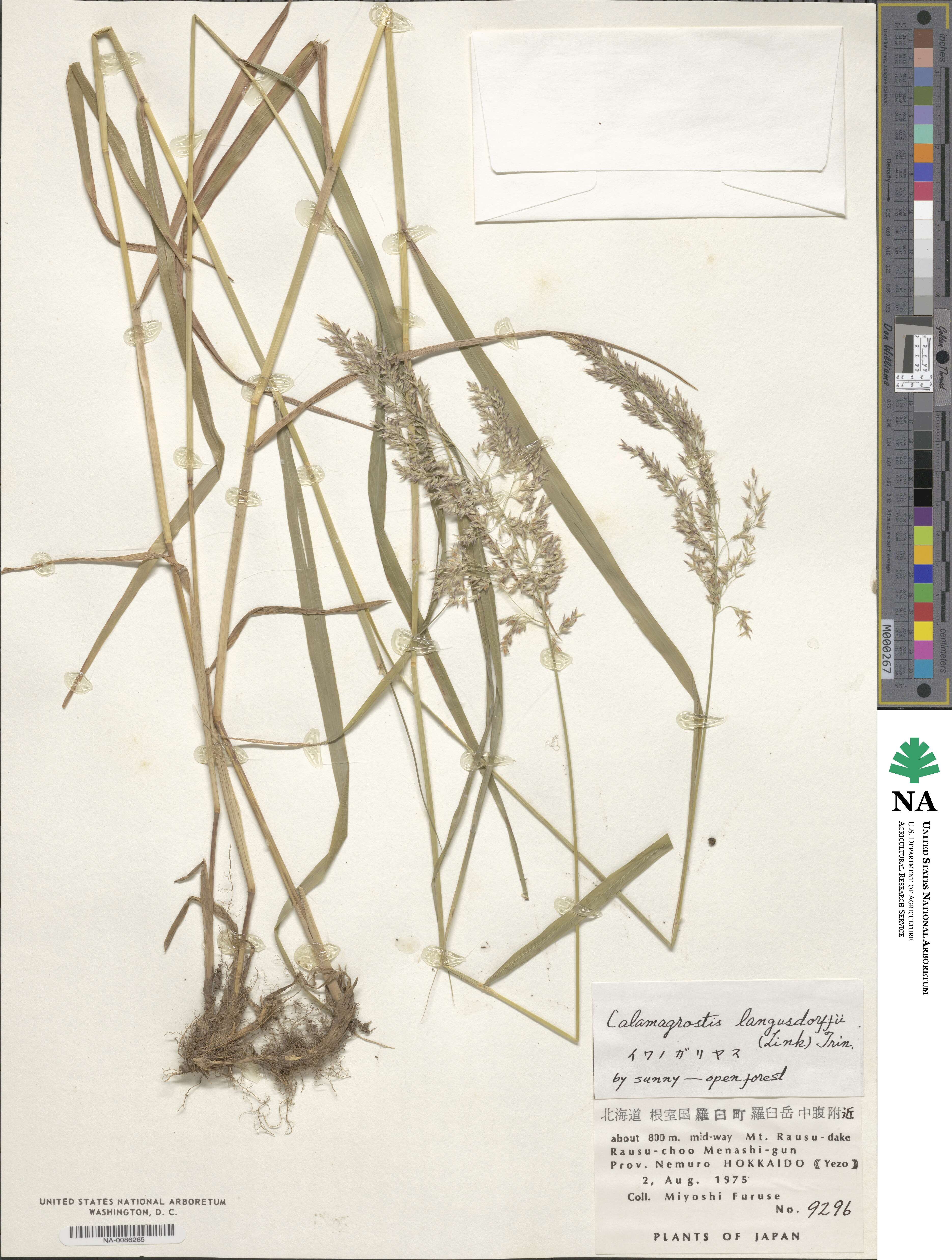 Calamagrostis purpurea image