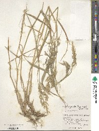 Calamagrostis purpurea image