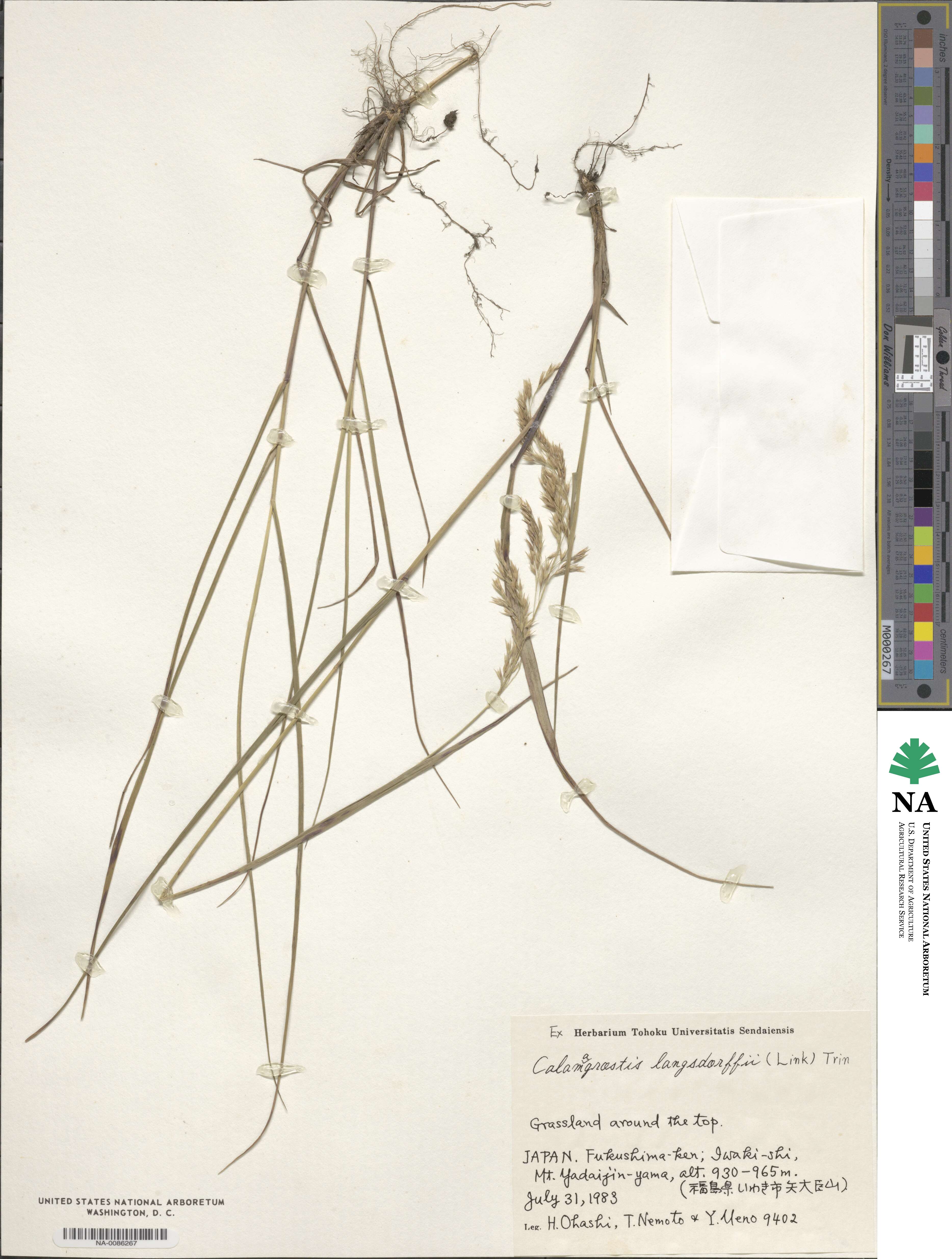 Calamagrostis purpurea image
