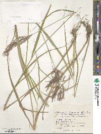 Calamagrostis purpurea image