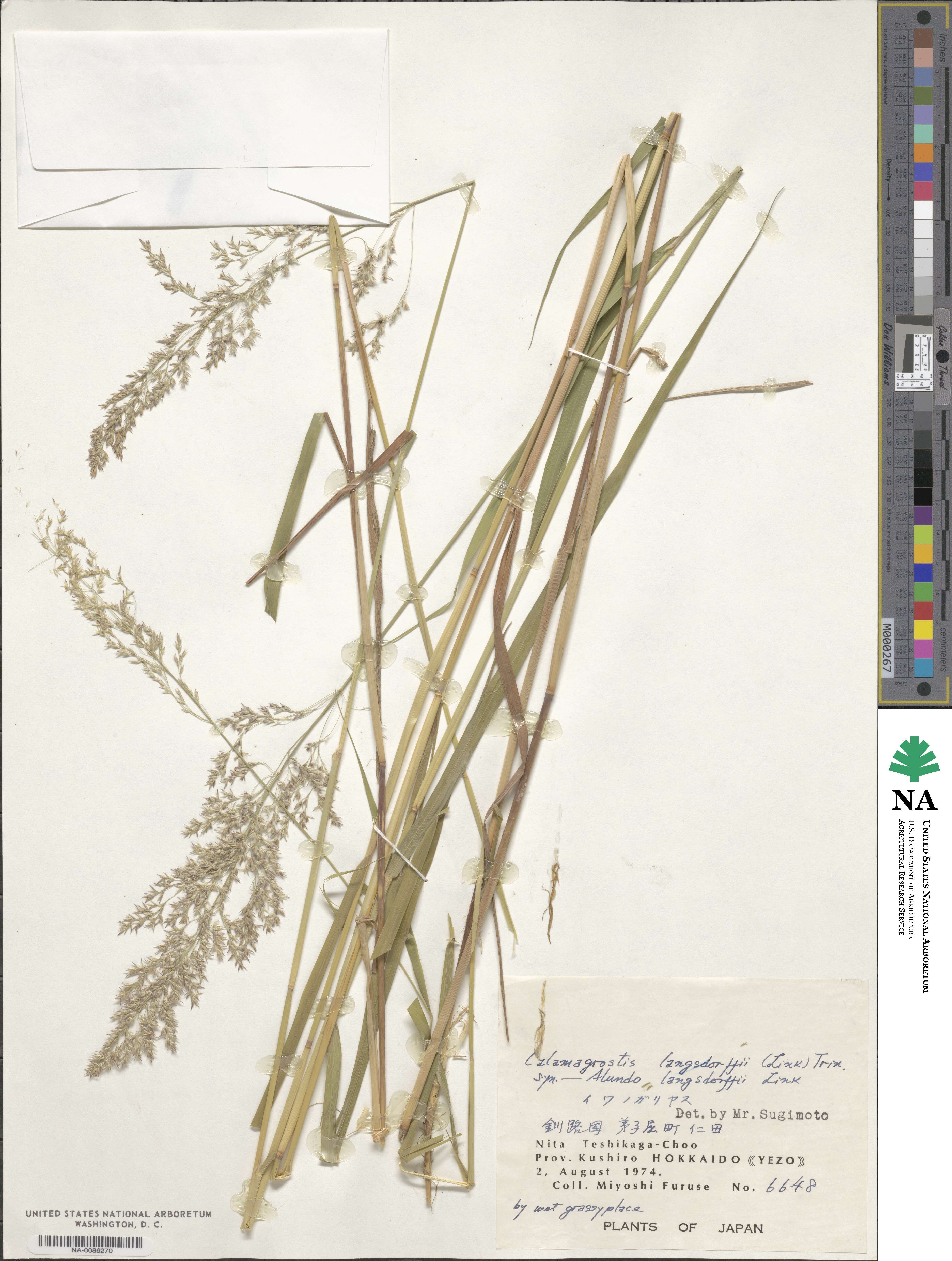 Calamagrostis purpurea image