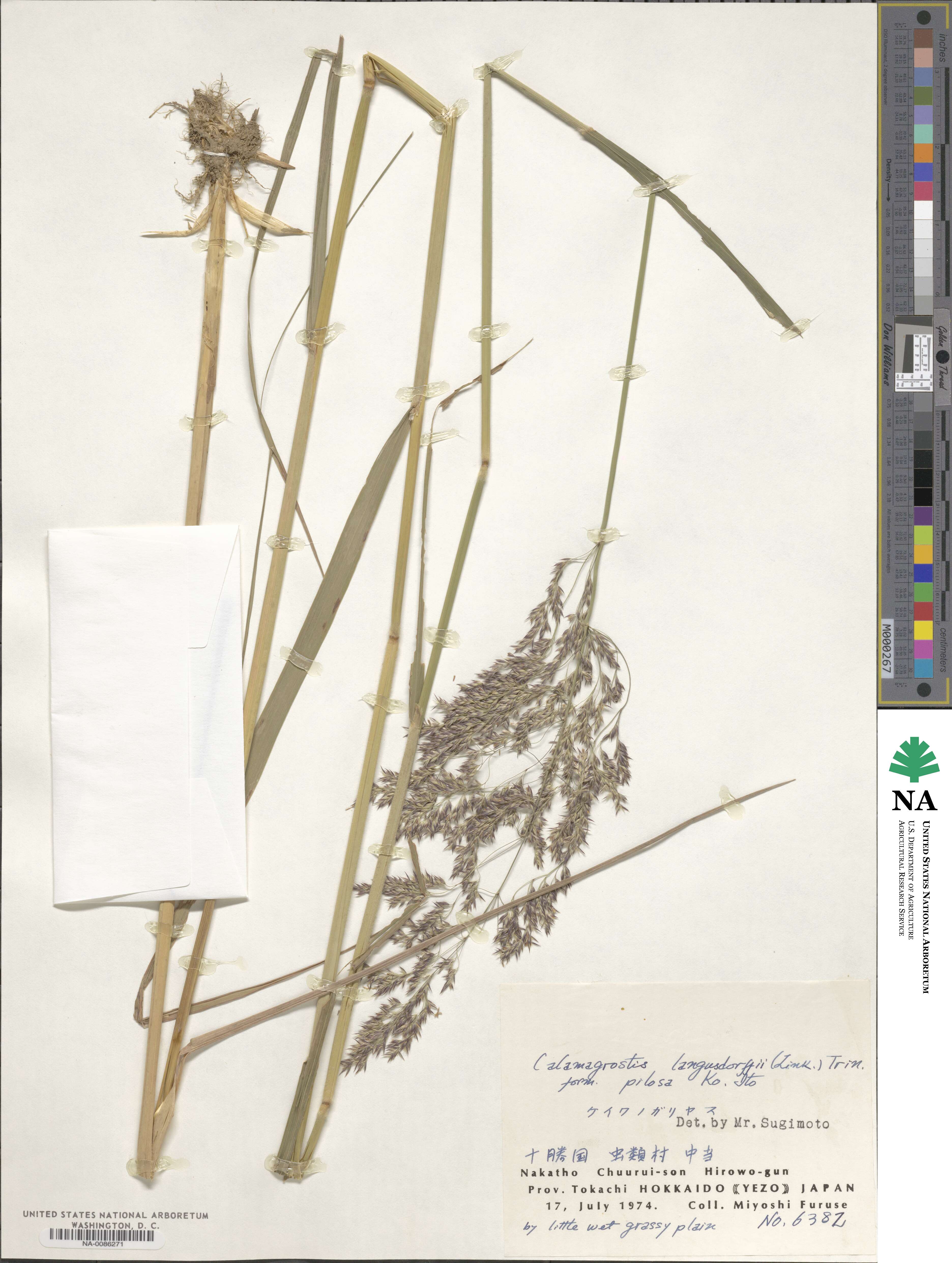Calamagrostis purpurea image