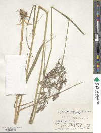 Calamagrostis purpurea image