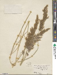 Calamagrostis pseudophragmites image