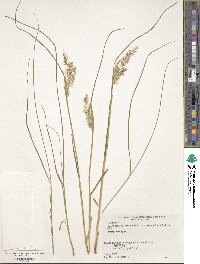 Image of Calamagrostis longiseta