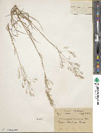 Agrostis munroana image