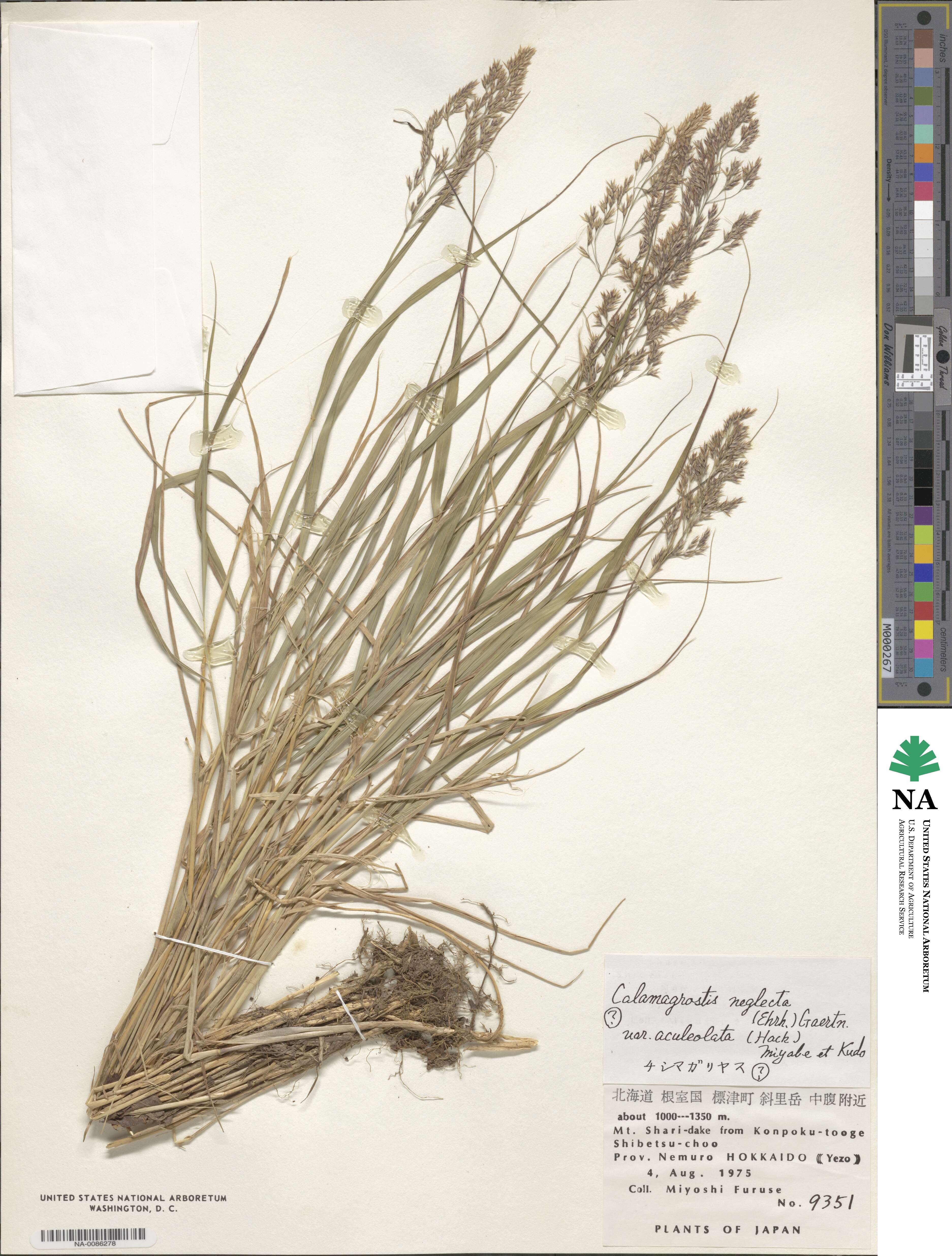 Calamagrostis stricta image