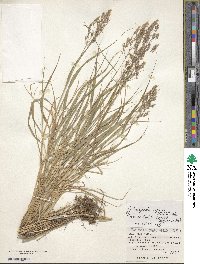 Calamagrostis stricta image