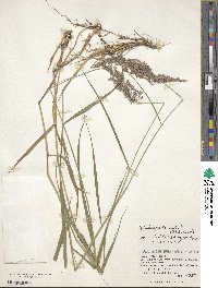 Calamagrostis stricta subsp. stricta image