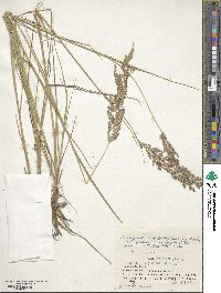 Calamagrostis stricta image