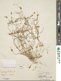 Agrostis pilosula image