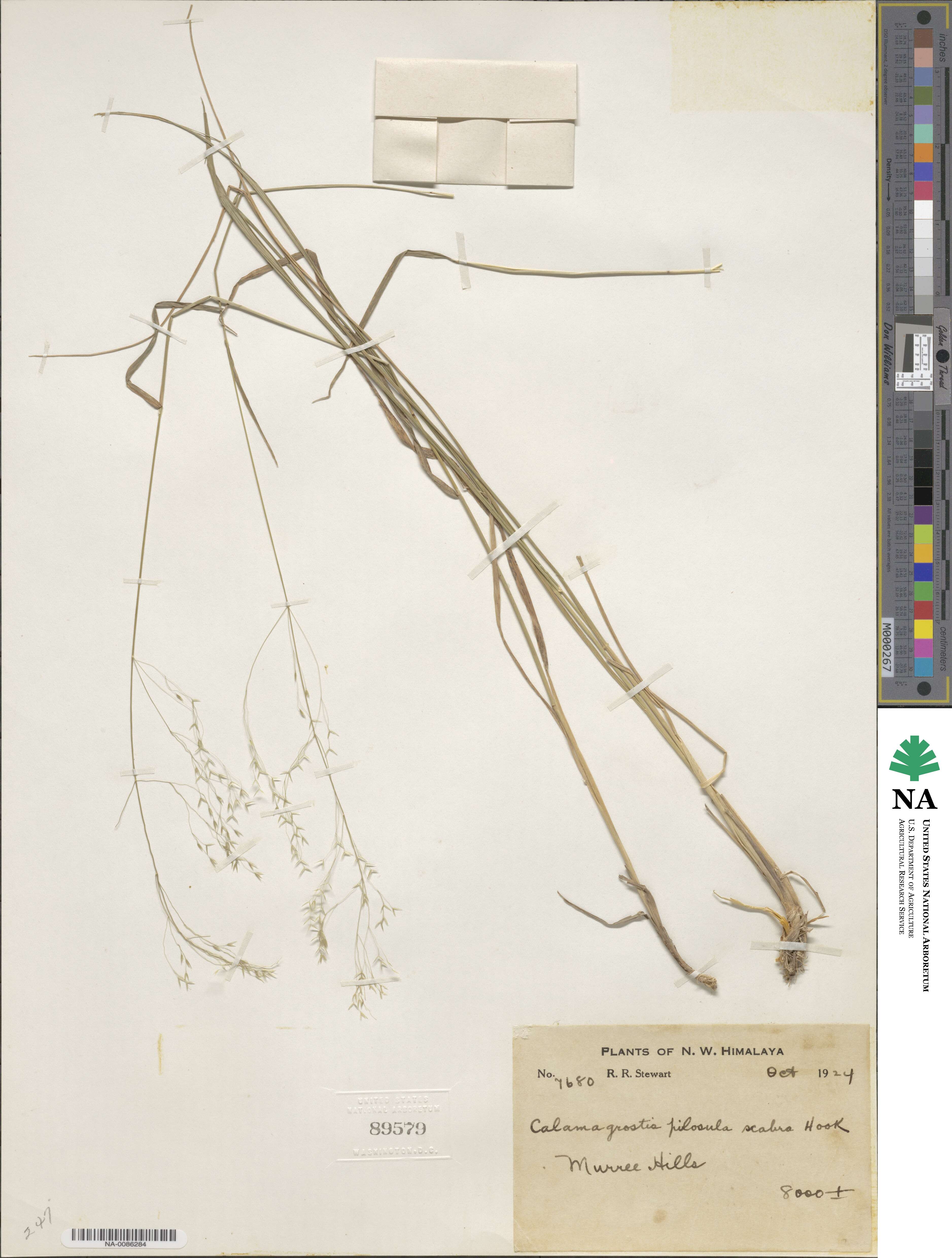 Agrostis pilosula image