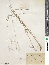 Agrostis pilosula image