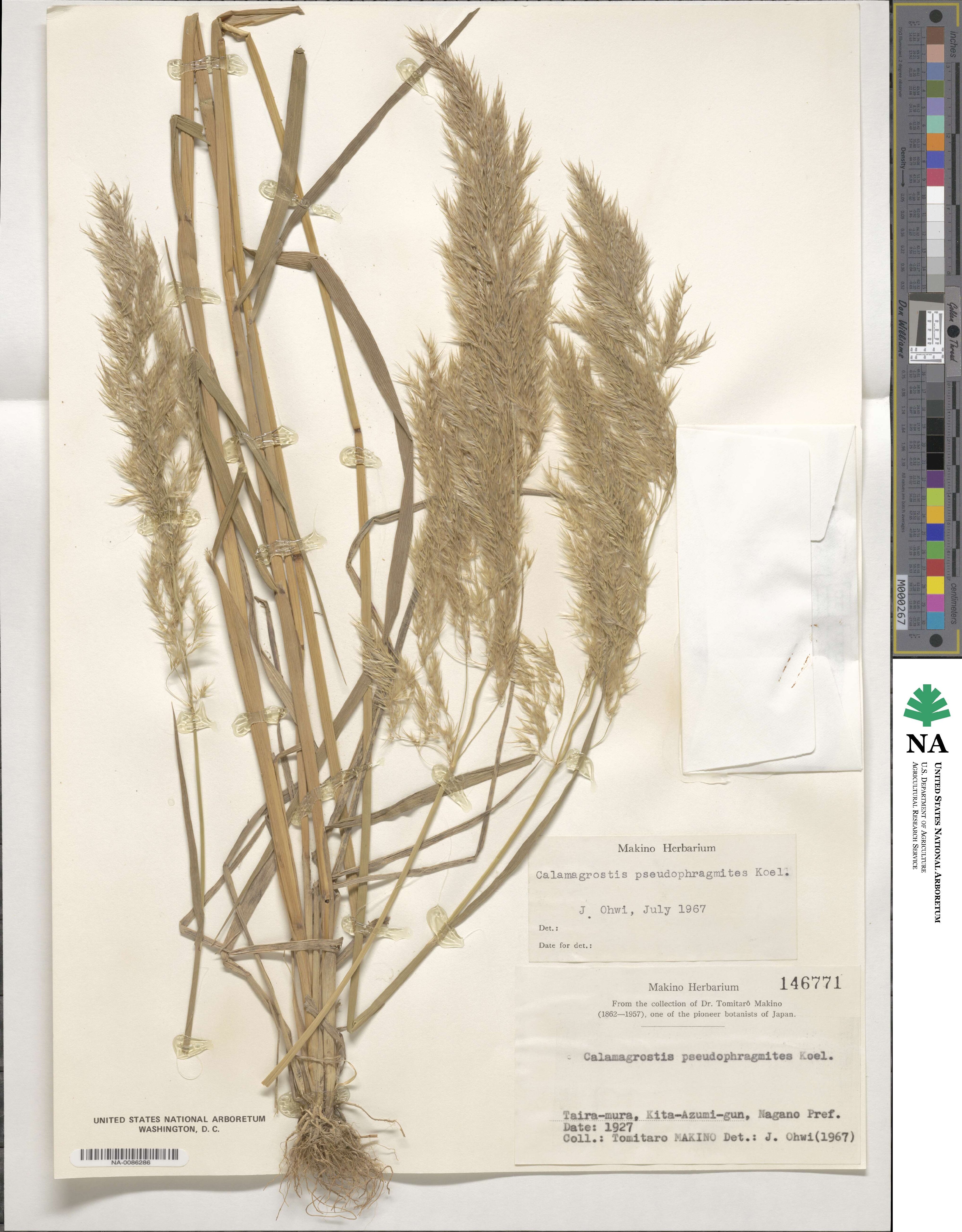 Calamagrostis pseudophragmites image