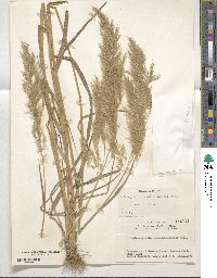 Calamagrostis pseudophragmites image