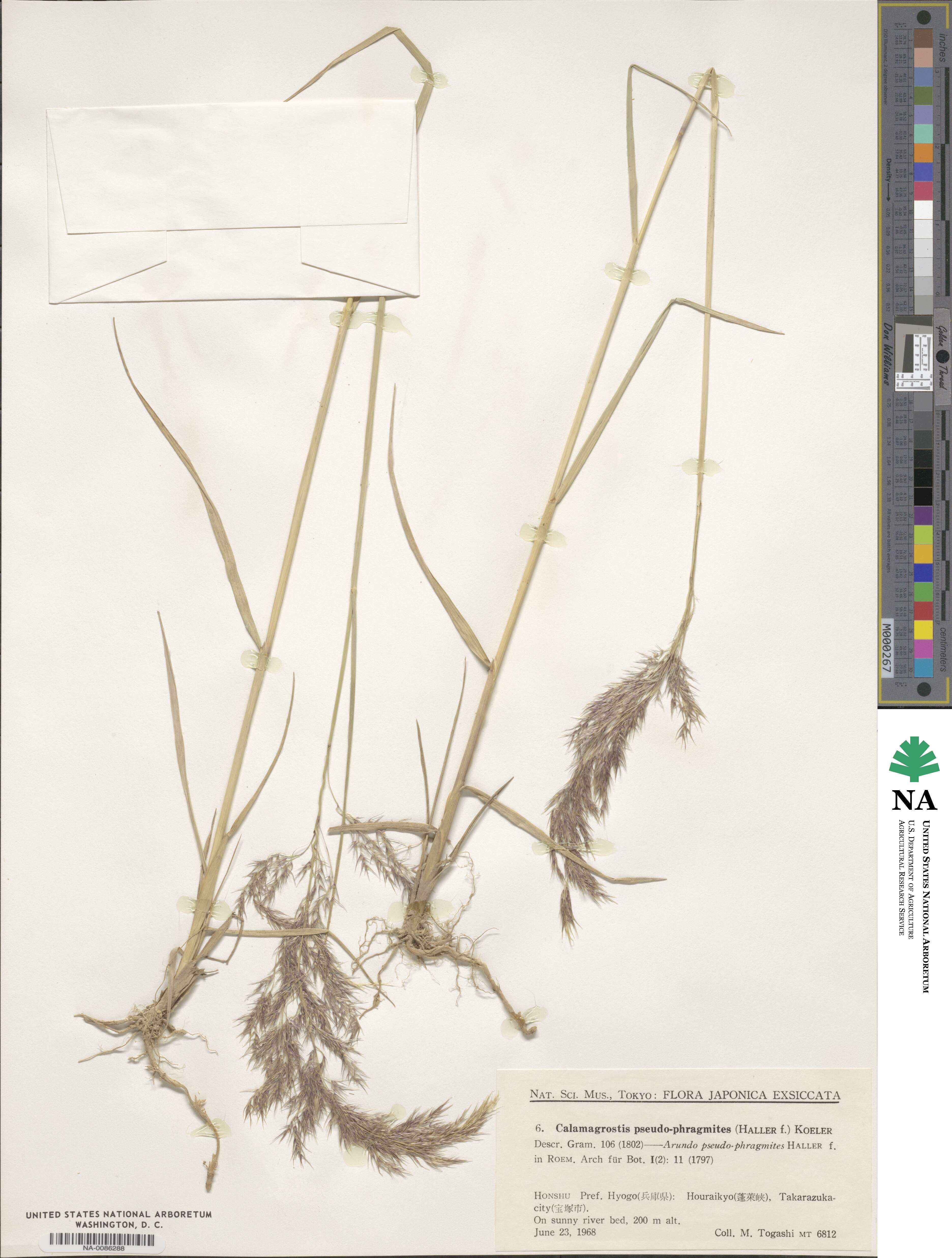 Calamagrostis pseudophragmites image