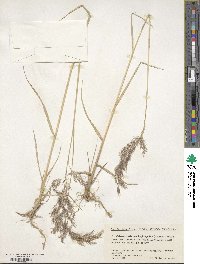 Calamagrostis pseudophragmites image