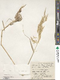 Calamagrostis pseudophragmites image