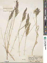 Calamagrostis pseudophragmites image