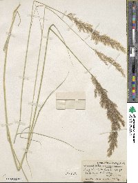 Calamagrostis pseudophragmites image