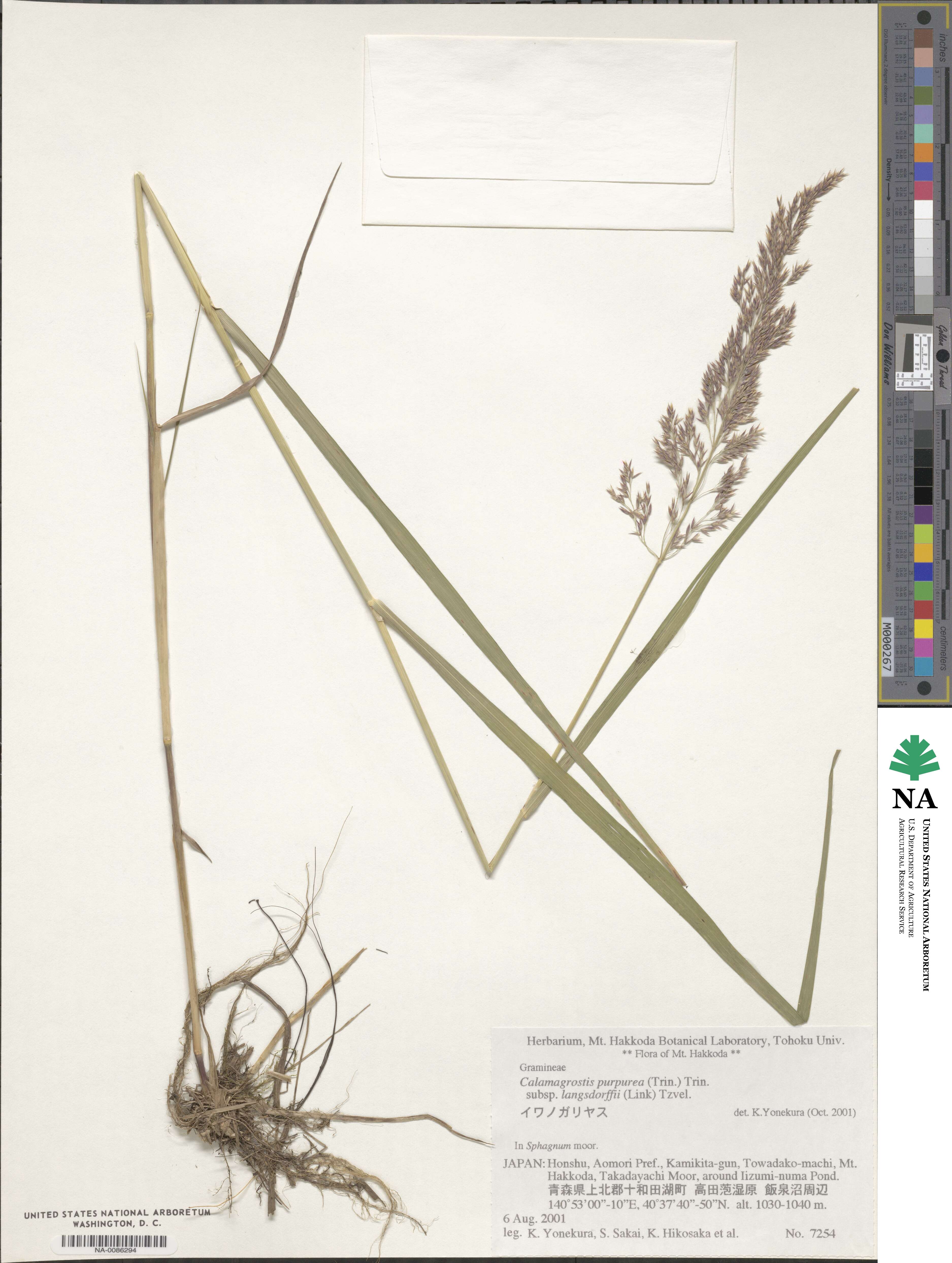 Calamagrostis purpurea image