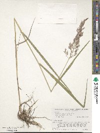 Calamagrostis purpurea image