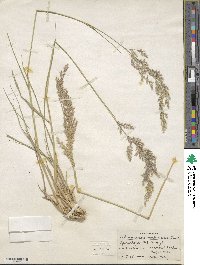 Image of Calamagrostis scabrescens