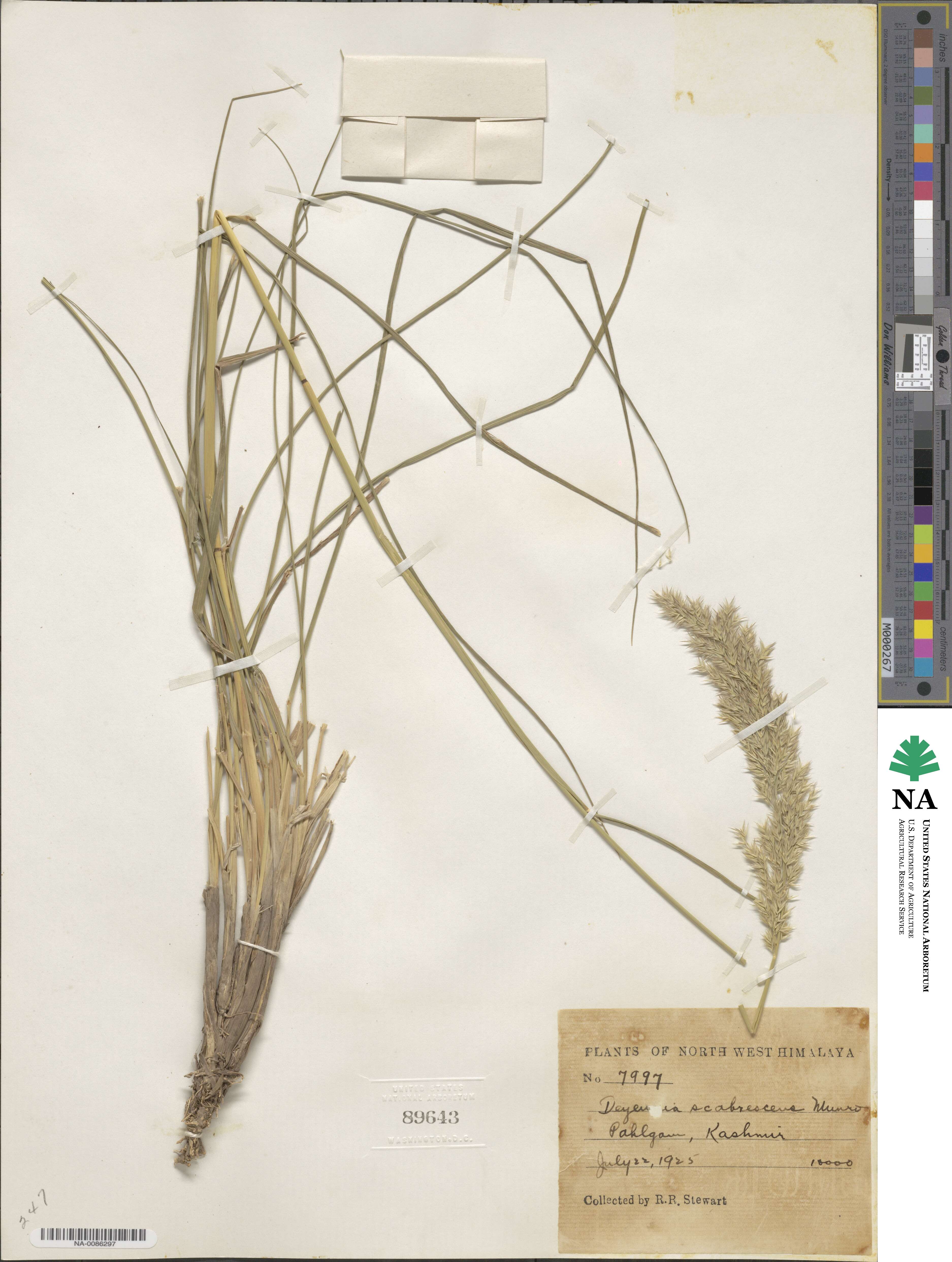 Calamagrostis scabrescens image