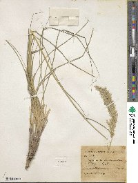 Calamagrostis scabrescens image