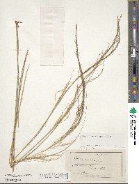 Calamagrostis arundinacea image