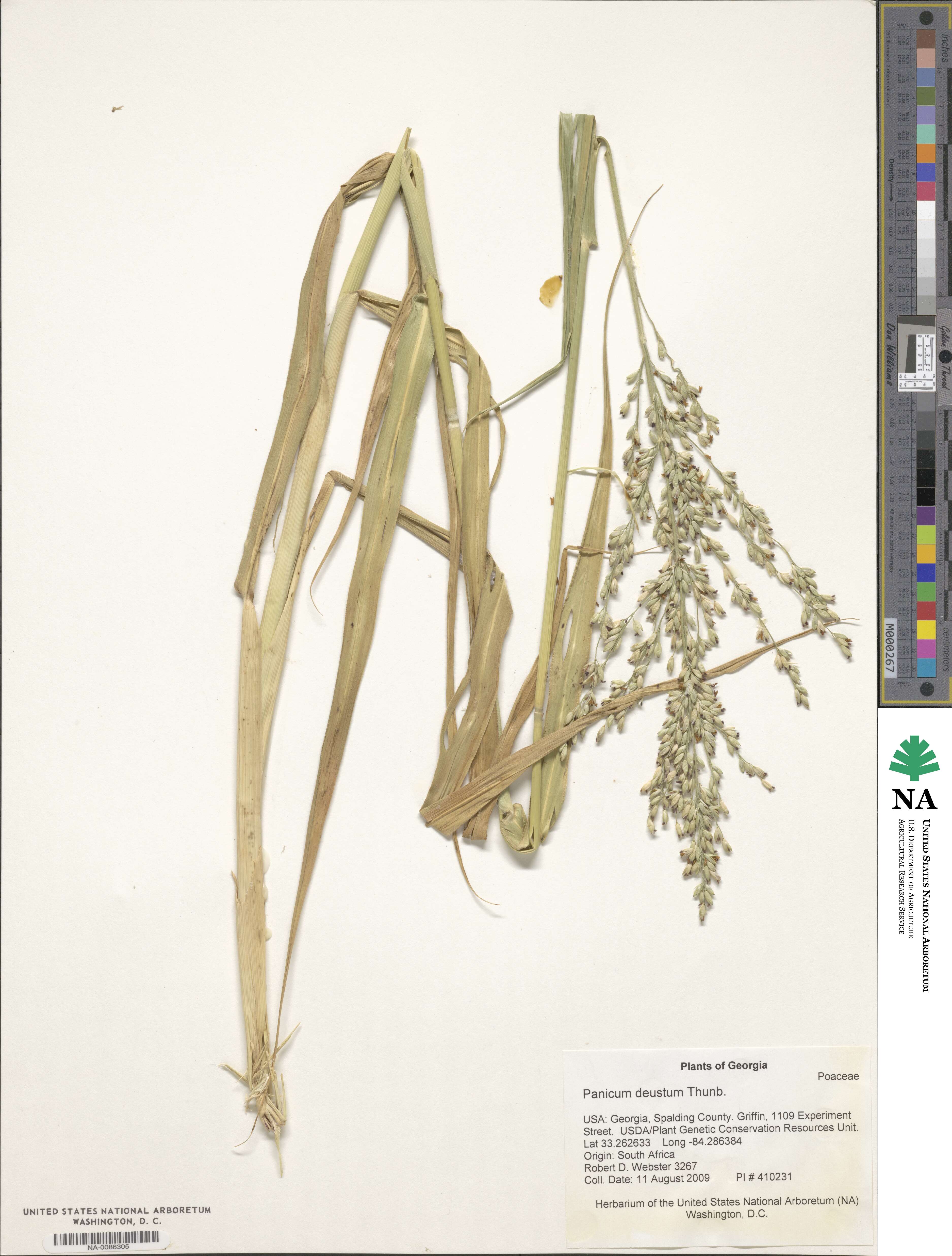 Panicum deustum image