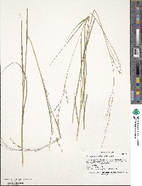 Zuloagaea bulbosa image