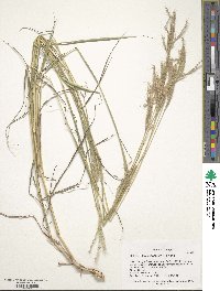 Bothriochloa ischaemum image