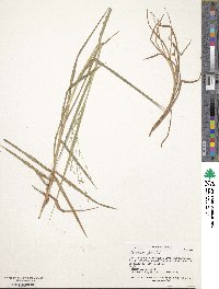 Panicum hallii image