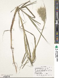 Bothriochloa saccharoides image