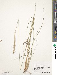 Anthephora pubescens image