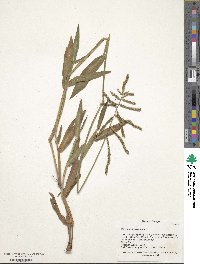 Paspalum mandiocanum image