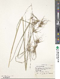 Themeda triandra image