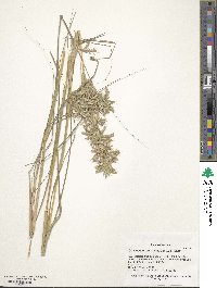 Cymbopogon commutatus image