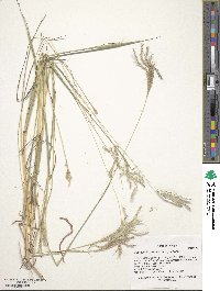 Bothriochloa ischaemum image