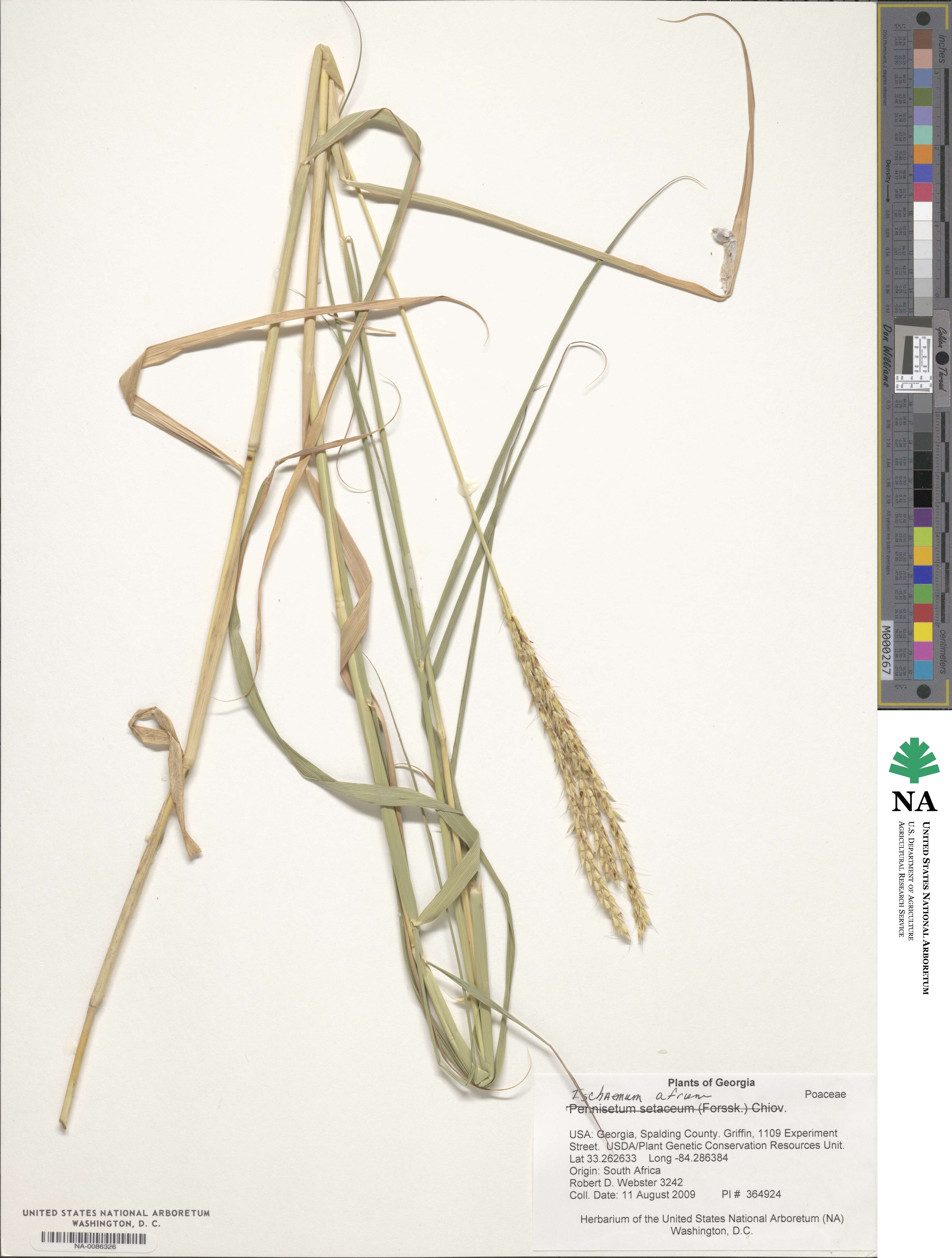 Ischaemum afrum image