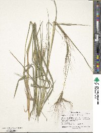 Heteropogon contortus image