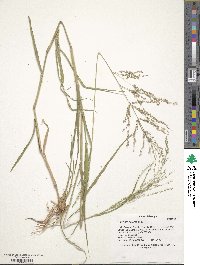 Panicum coloratum image