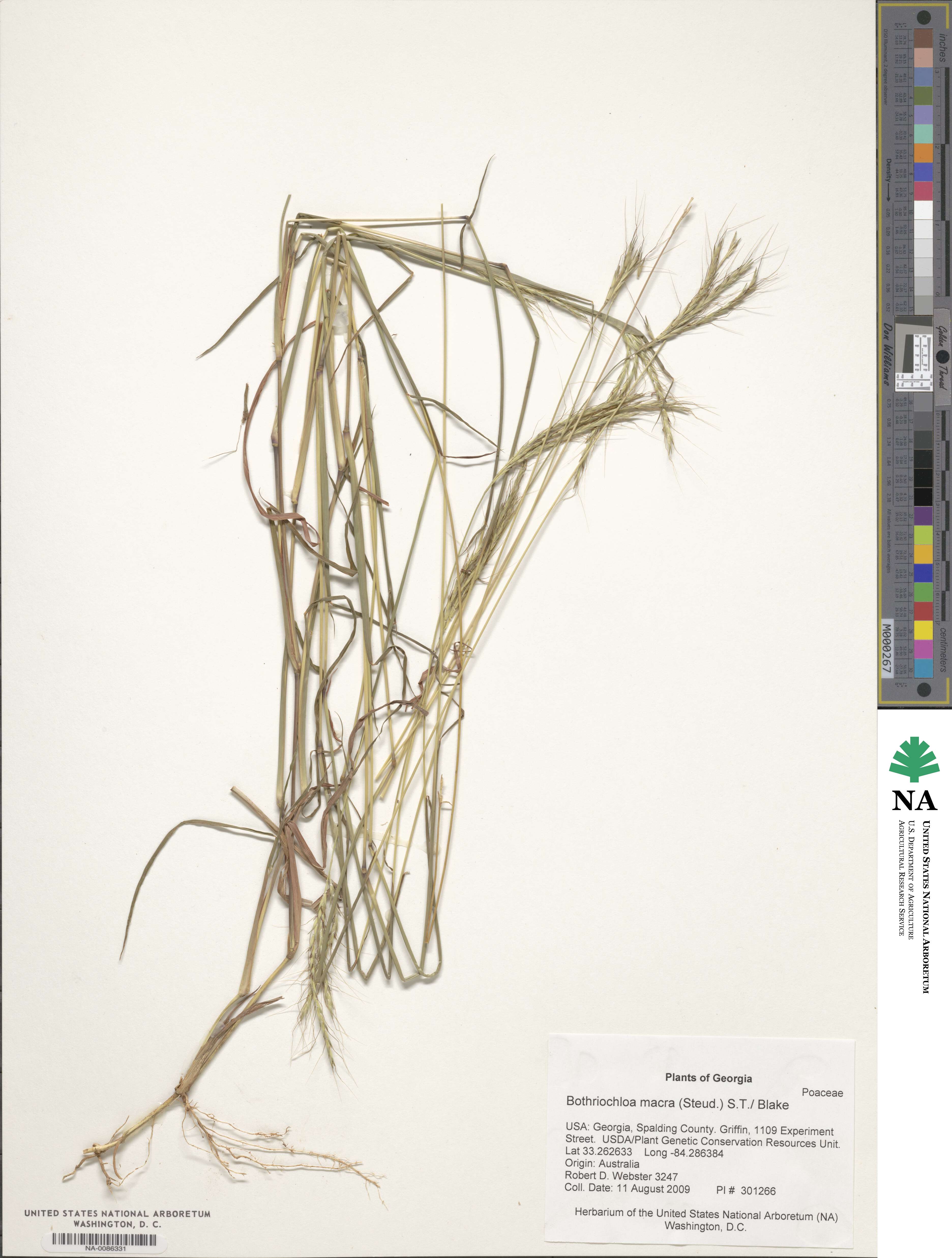 Bothriochloa macra image